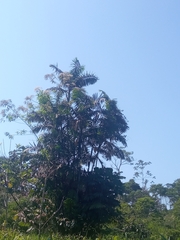 Cecropia obtusifolia