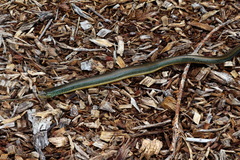 Ophisaurus ventralis image