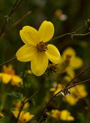 Bidens triplinervia