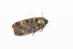 Pseudohermonassa tenuicula