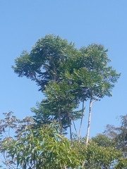 Schizolobium parahyba