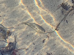 Menticirrhus undulatus