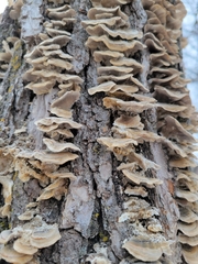 Cerrena unicolor