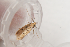 Carolana ascriptella