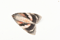 Catocala briseis