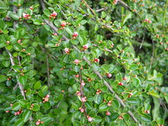 Cotoneaster