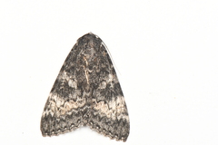 Catocala briseis