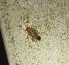 Planuncus tingitanus