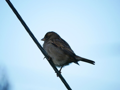 Passer domesticus