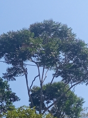 Schizolobium parahyba