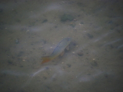 Cyprinus carpio