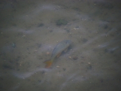 Cyprinus carpio