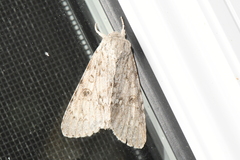 Acronicta americana