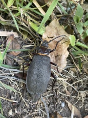 Acanthinodera cumingii