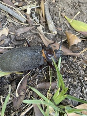 Acanthinodera cumingii