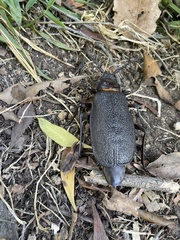 Acanthinodera cumingii