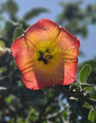 Brugmansia sanguinea