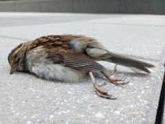 Zonotrichia albicollis