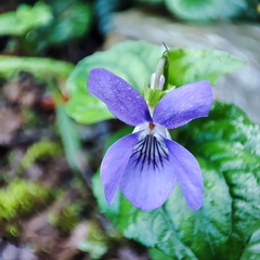 Viola riviniana