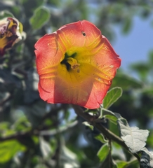 Brugmansia sanguinea