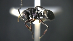 Polyrhachis moesta