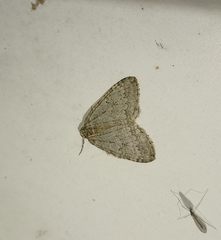 Epirrita dilutata
