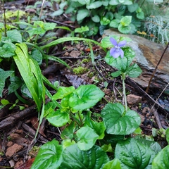Viola riviniana