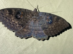 Erebus walkeri