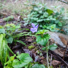 Viola riviniana