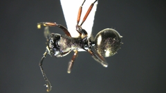 Polyrhachis moesta