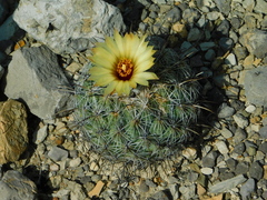 Coryphantha pallida