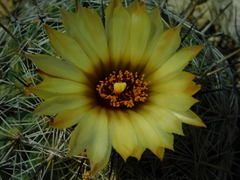Coryphantha pallida