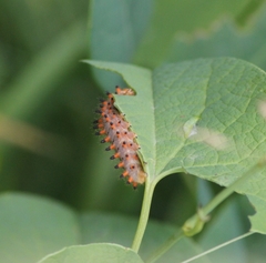 Zerynthia polyxena