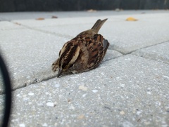 Zonotrichia albicollis