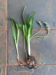 Ledebouria asperifolia