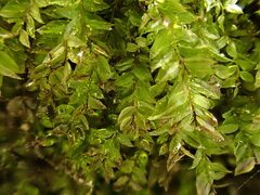 Mnium stellare