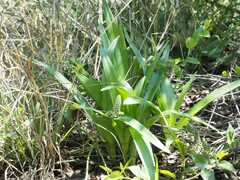 Ledebouria asperifolia