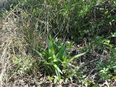 Ledebouria asperifolia