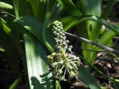 Ledebouria asperifolia
