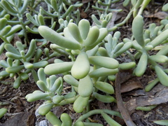 Sedum allantoides
