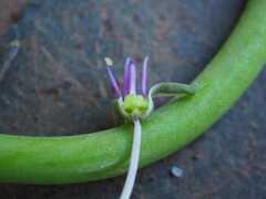 Ledebouria asperifolia