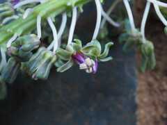 Ledebouria asperifolia
