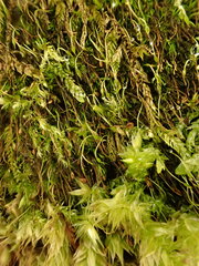 Blindiadelphus recurvatus