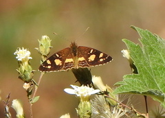 Telenassa berenice