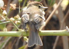 Lathrotriccus euleri