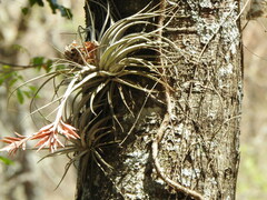 Tillandsia didisticha