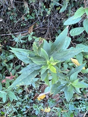 Nemorimyza posticata