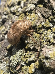 Cicadoidea
