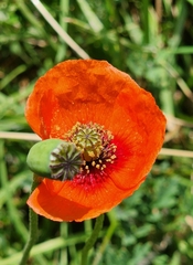 Papaver dubium stevenianum
