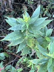 Nemorimyza posticata